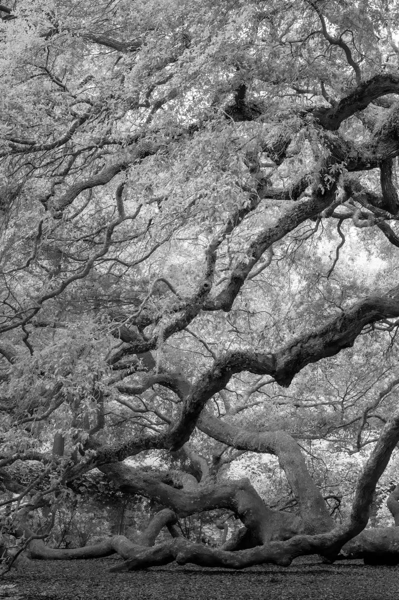 Monochrome Angel Oak Tree Wall Art