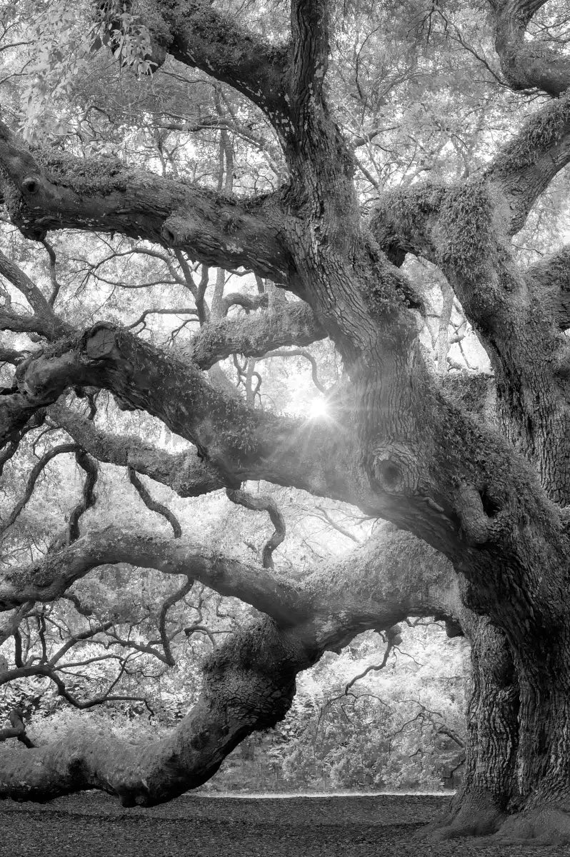 Monochrome Angel Oak Tree Wall Art