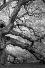 Monochrome Angel Oak Tree Wall Art