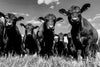 Monochrome Angus Cows Wall Art