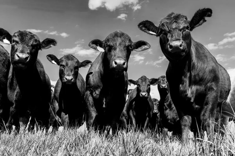 Monochrome Angus Cows Wall Art