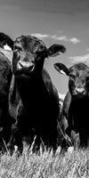 Monochrome Angus Cows Wall Art