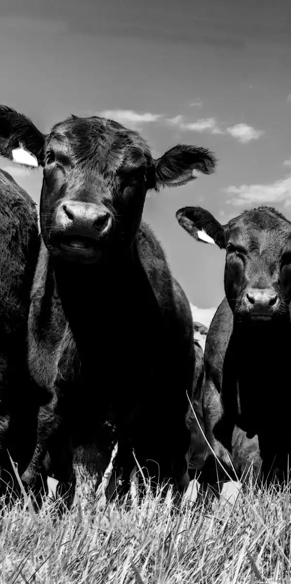 Monochrome Angus Cows Wall Art