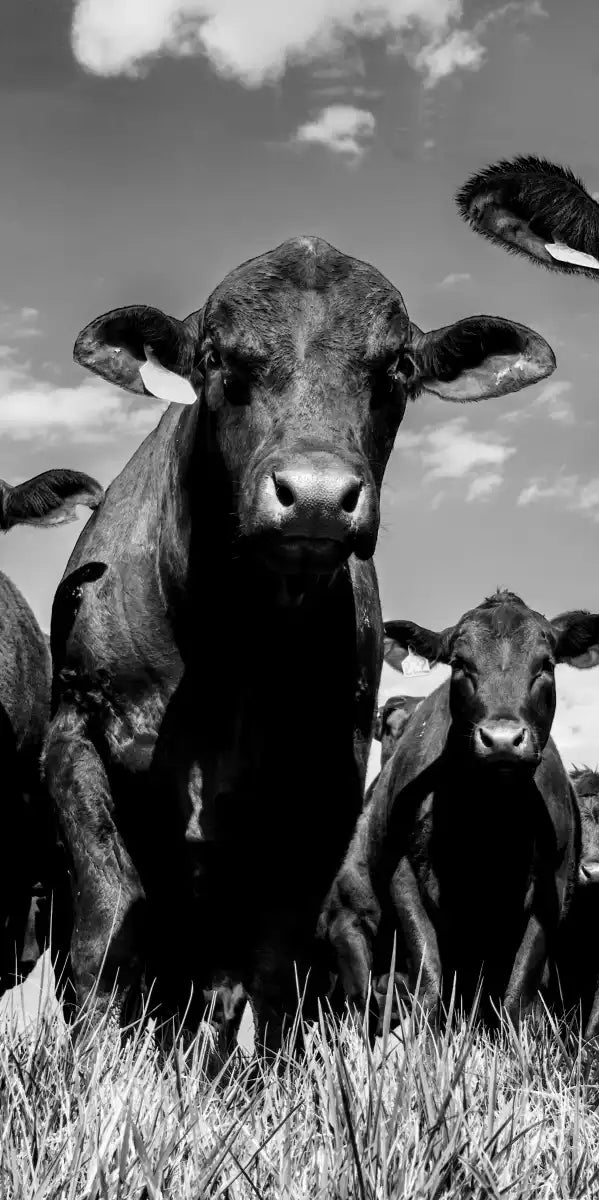 Monochrome Angus Cows Wall Art