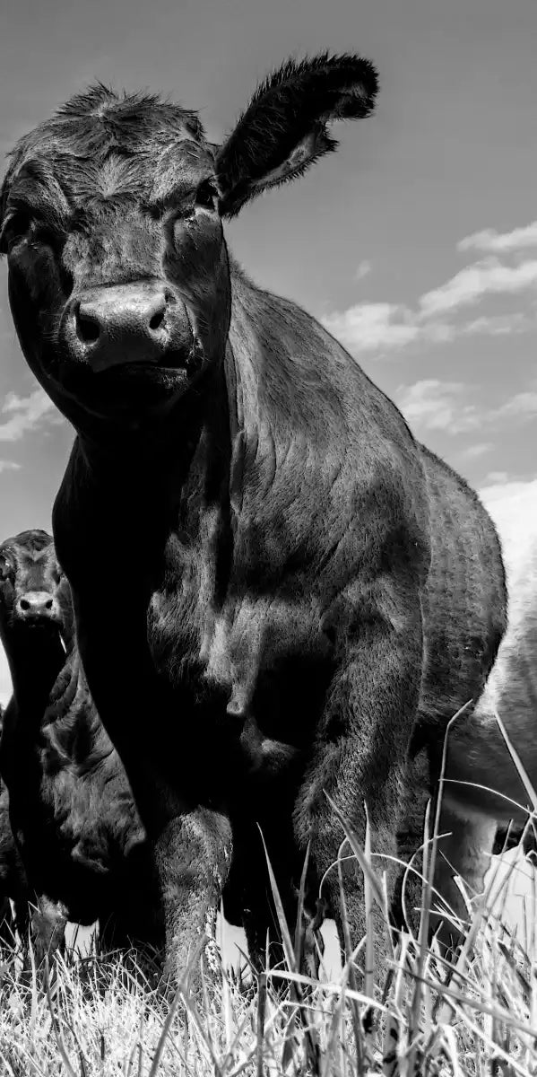 Monochrome Angus Cows Wall Art