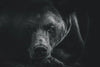 Monochrome Brown Bear Wall Art