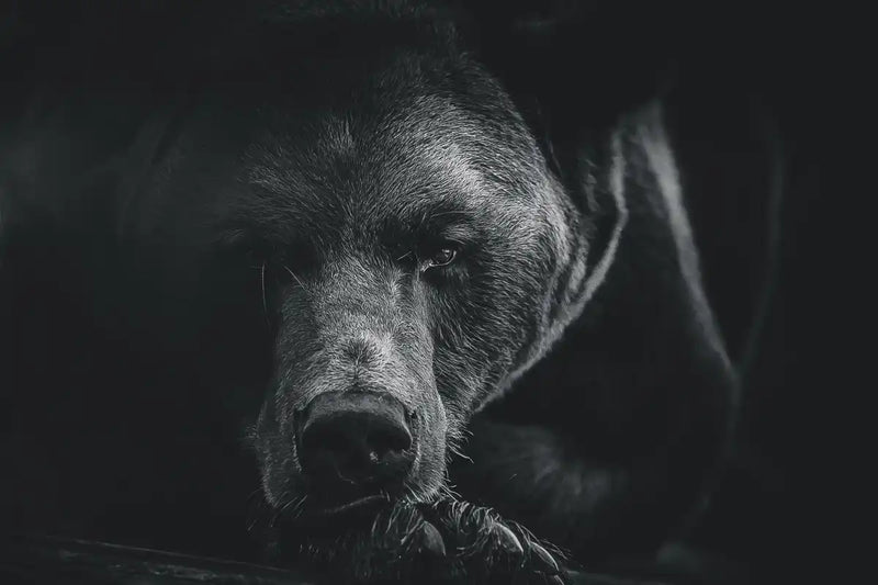 Monochrome Brown Bear Wall Art