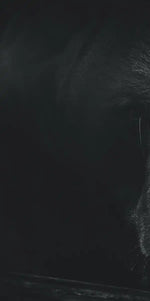 Monochrome Brown Bear Wall Art
