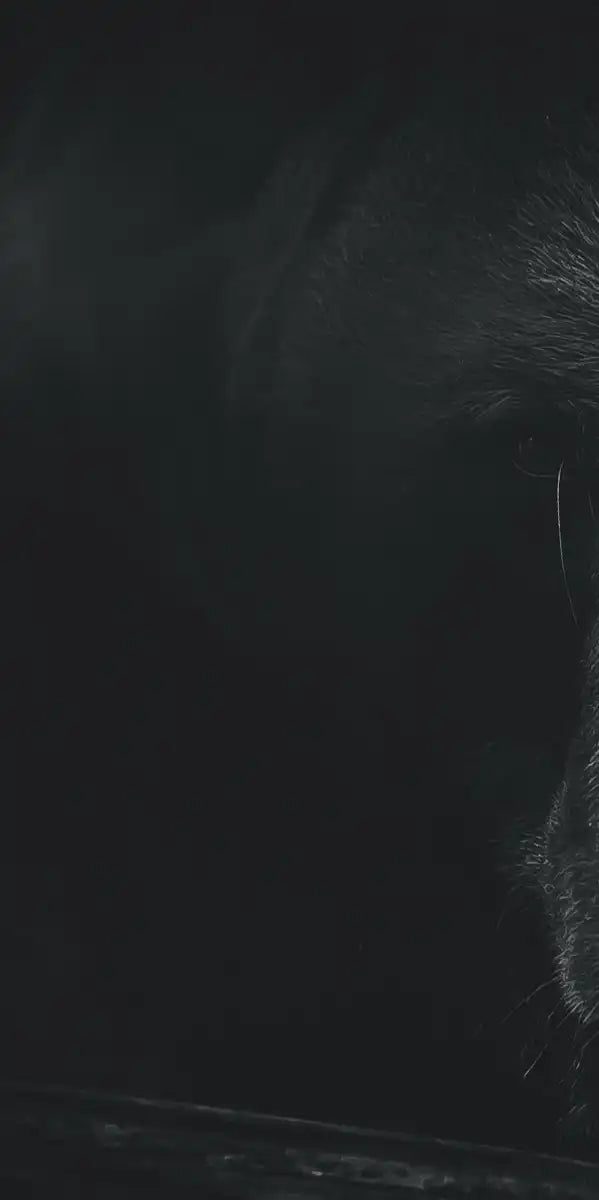 Monochrome Brown Bear Wall Art