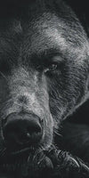 Monochrome Brown Bear Wall Art