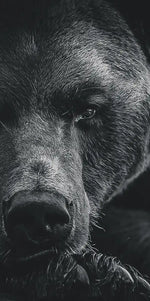 Monochrome Brown Bear Wall Art