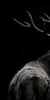 Monochrome Bull Elk Wall Art