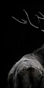 Monochrome Bull Elk Wall Art