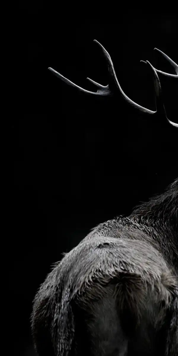 Monochrome Bull Elk Wall Art