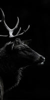 Monochrome Bull Elk Wall Art