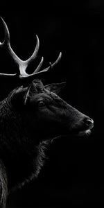 Monochrome Bull Elk Wall Art