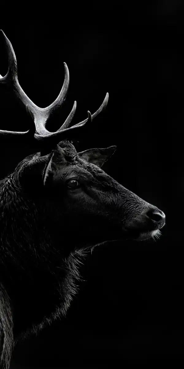 Monochrome Bull Elk Wall Art