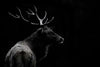 Monochrome Bull Elk Wall Art
