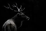 Monochrome Bull Elk Wall Art