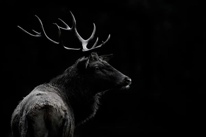 Monochrome Bull Elk Wall Art