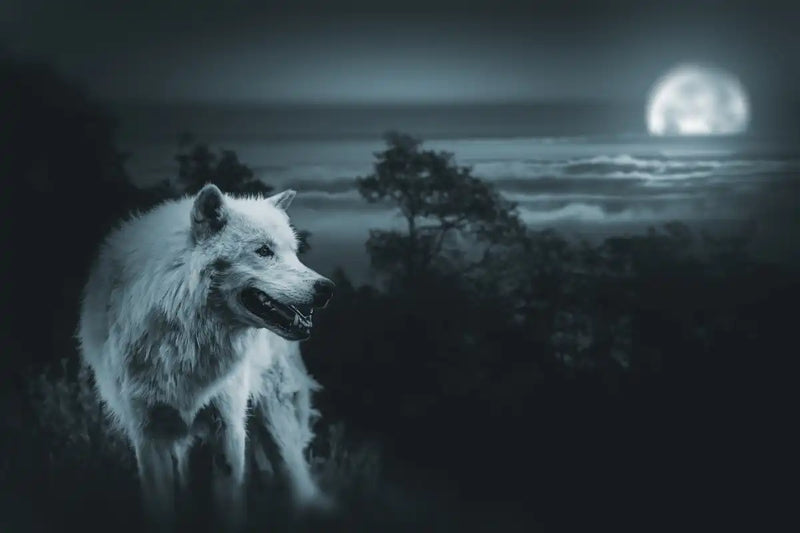 Moon Wolf Wall Art