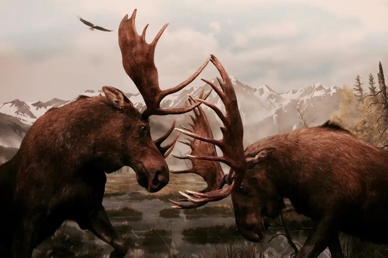 Moose Battle Wall Art