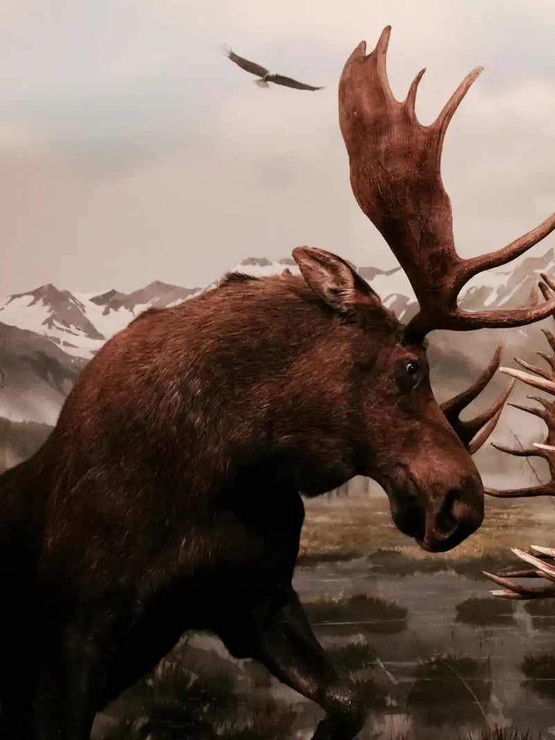 Moose Battle Wall Art