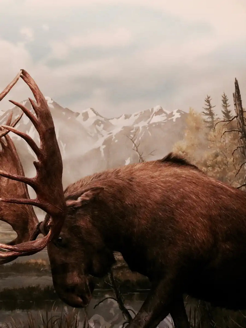 Moose Battle Wall Art