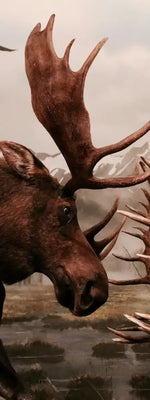 Moose Battle Wall Art