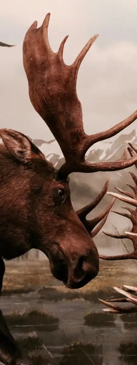 Moose Battle Wall Art