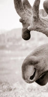 Moose Head Wall Art