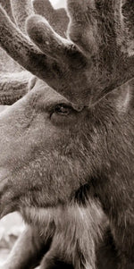 Moose Head Wall Art