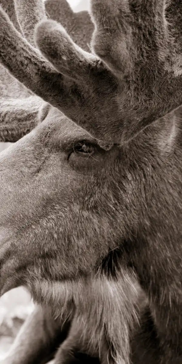 Moose Head Wall Art