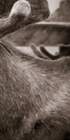 Moose Head Wall Art