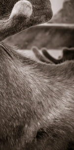 Moose Head Wall Art