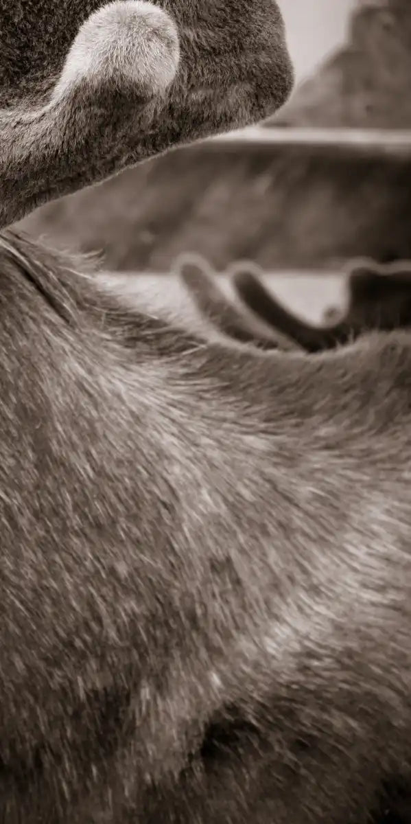 Moose Head Wall Art