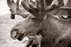 Moose Head Wall Art