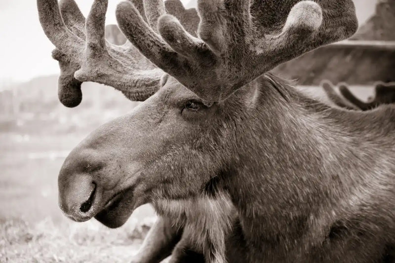 Moose Head Wall Art