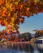 Mount Fuji Autumn Wall Art