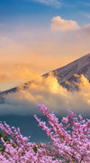 Mount Fuji Wall Art