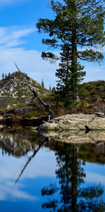 Mount Shasta Heart Lake Wall Art