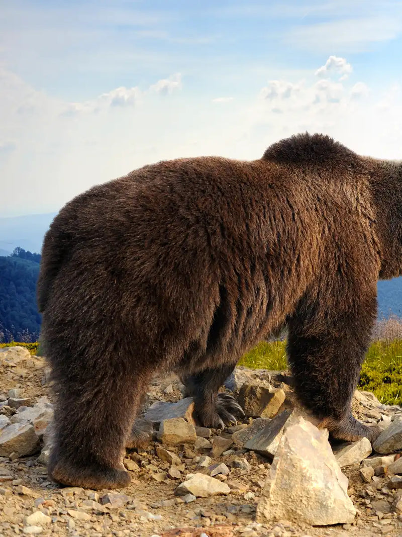 Mountain Bear Wall Art