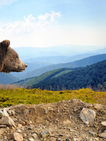 Mountain Bear Wall Art
