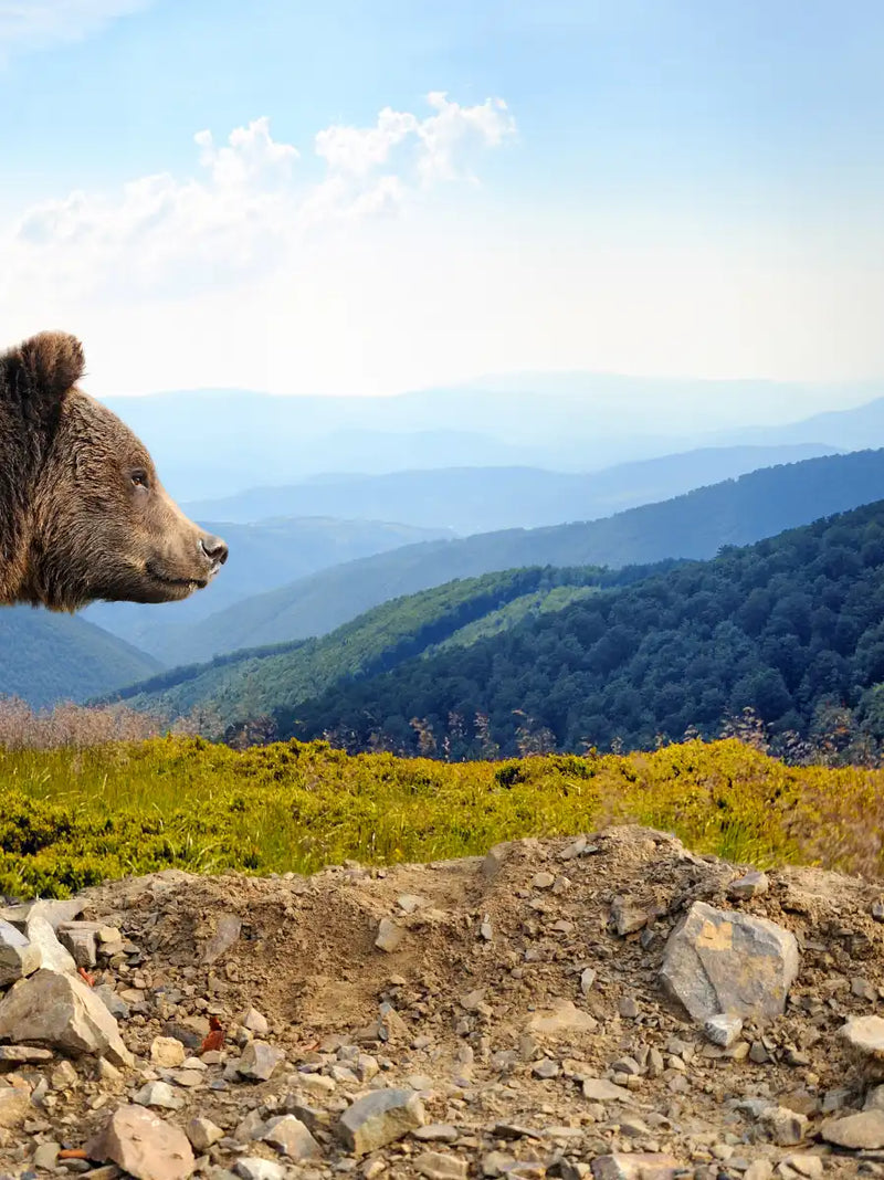 Mountain Bear Wall Art