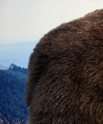 Mountain Bear Wall Art