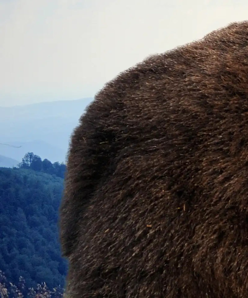 Mountain Bear Wall Art
