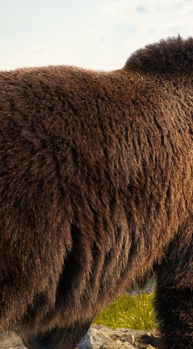 Mountain Bear Wall Art