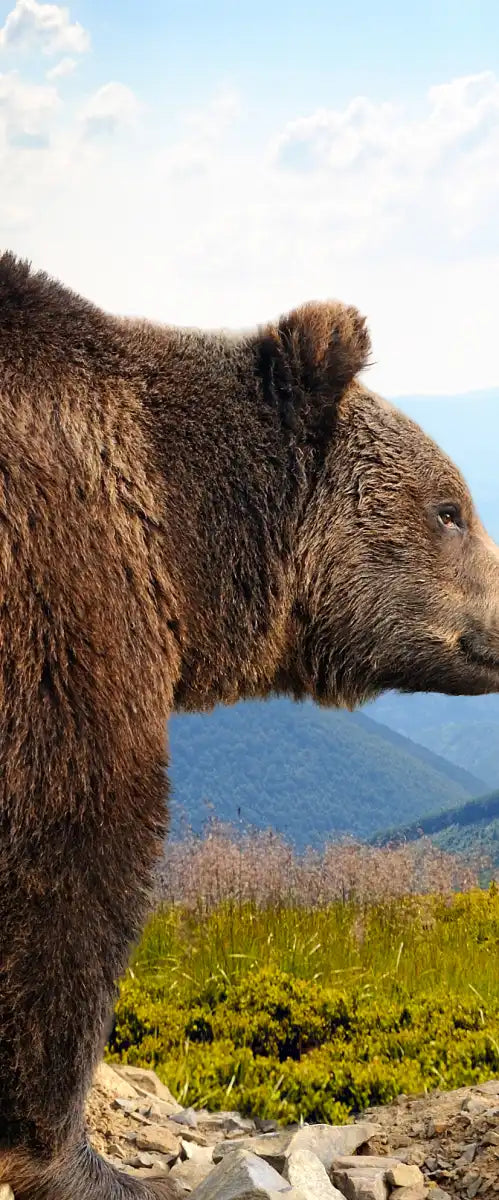 Mountain Bear Wall Art
