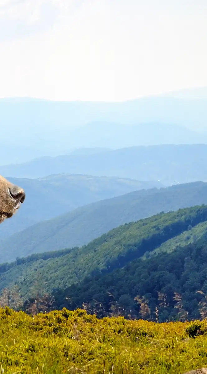 Mountain Bear Wall Art