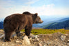 Mountain Bear Wall Art